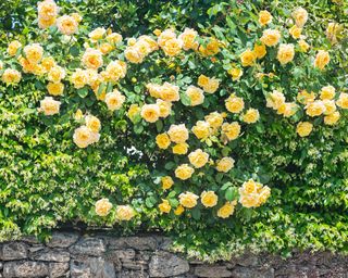 Rose hedge with yellow old-fashioned roses