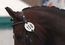 Dressage-head.jpg