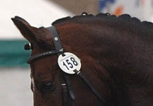 Dressage-head.jpg