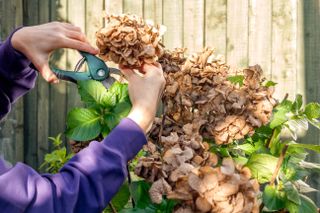 Close-up view of woman hands with secateurs pruning hydrangea bush