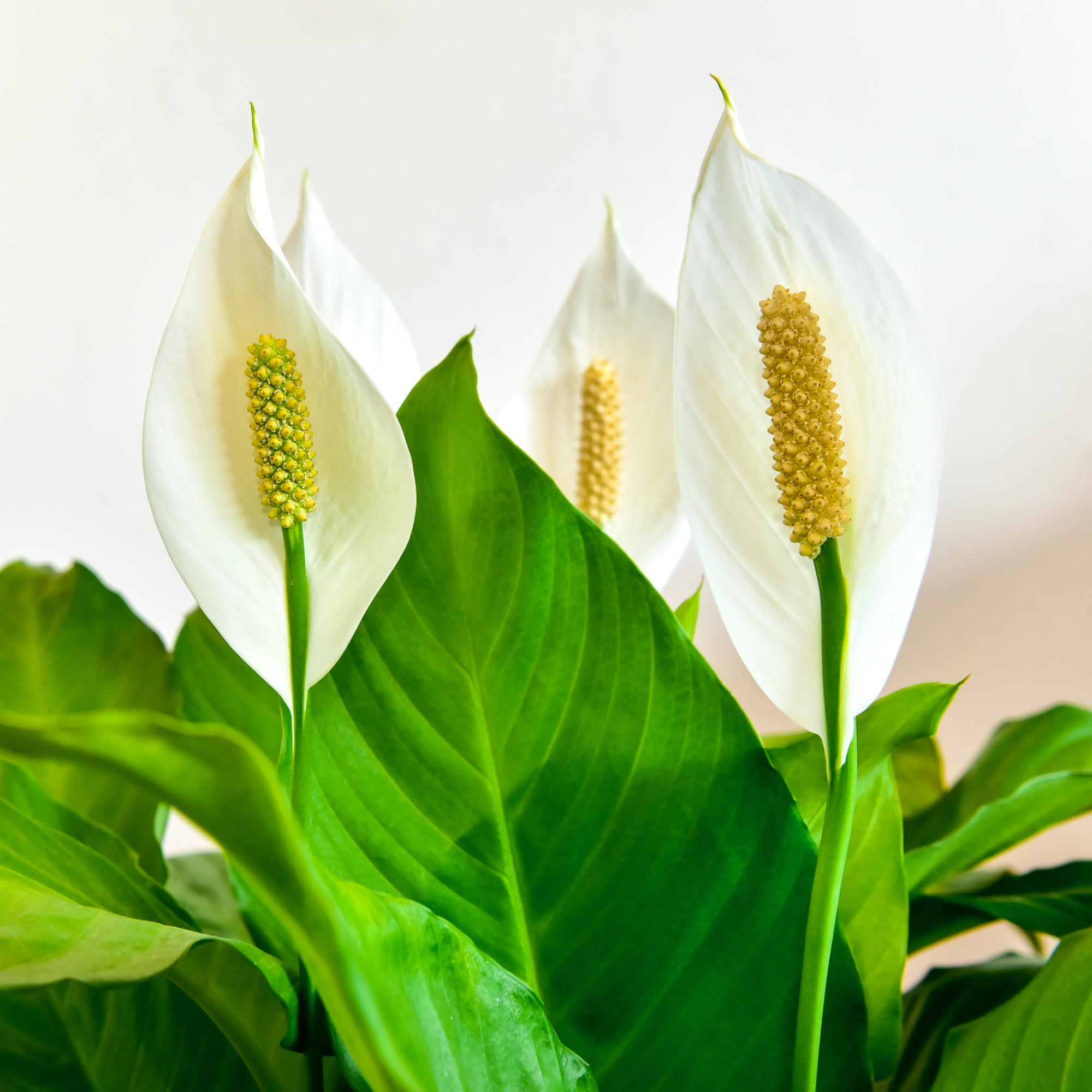 Peace lily flowers and leaves against a white background