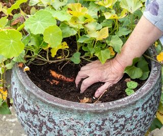 Organic sweet potatoes growing in a large container