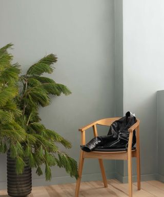 blue-gray wall in corner of room with wooden chair and large plant