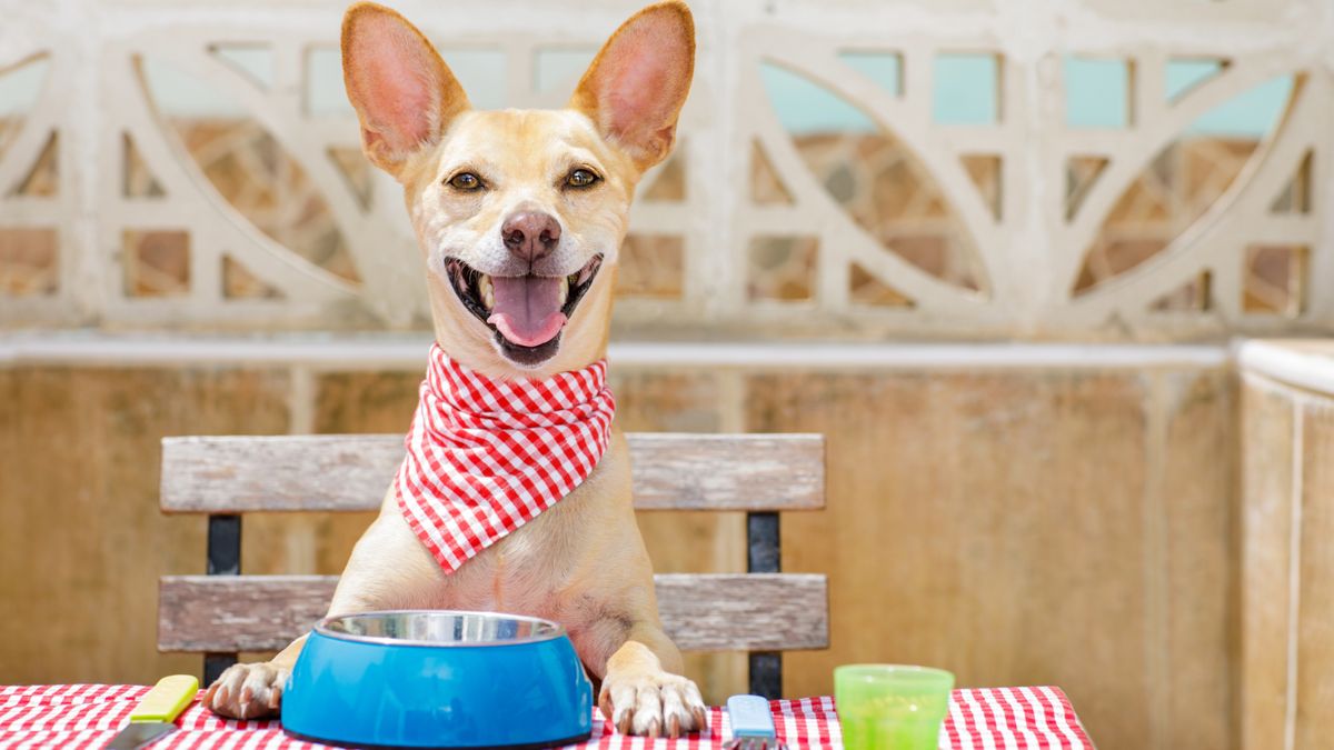 Dog sitting at table