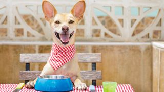 Dog sitting at table