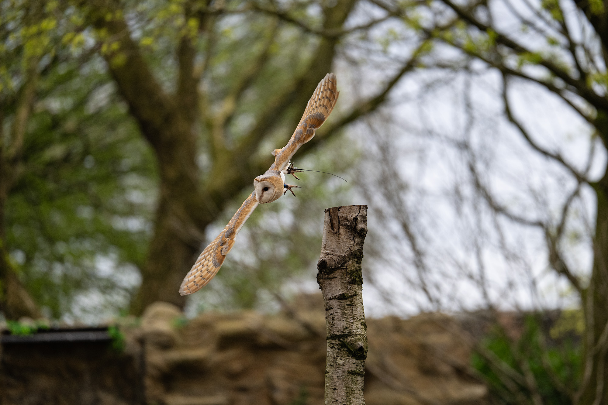 Barn owl launching off stump in woodland 