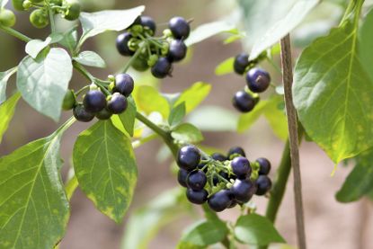 Dark Colored Wonderberry Plant
