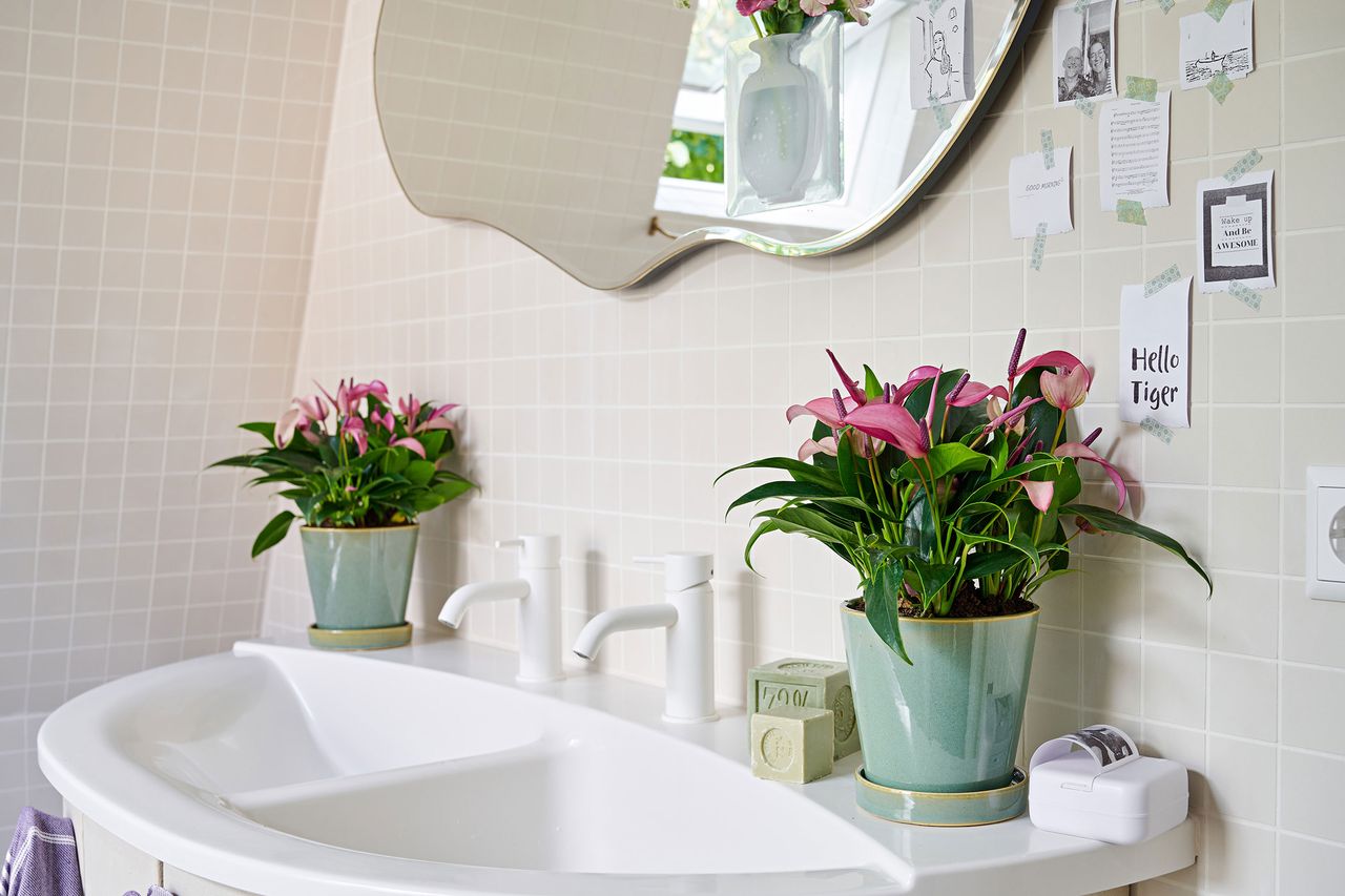 pink anthurium plants around a modern bathroom basin