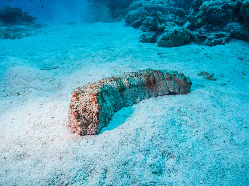 Amberfish sea cucumber (Thelenota anax).