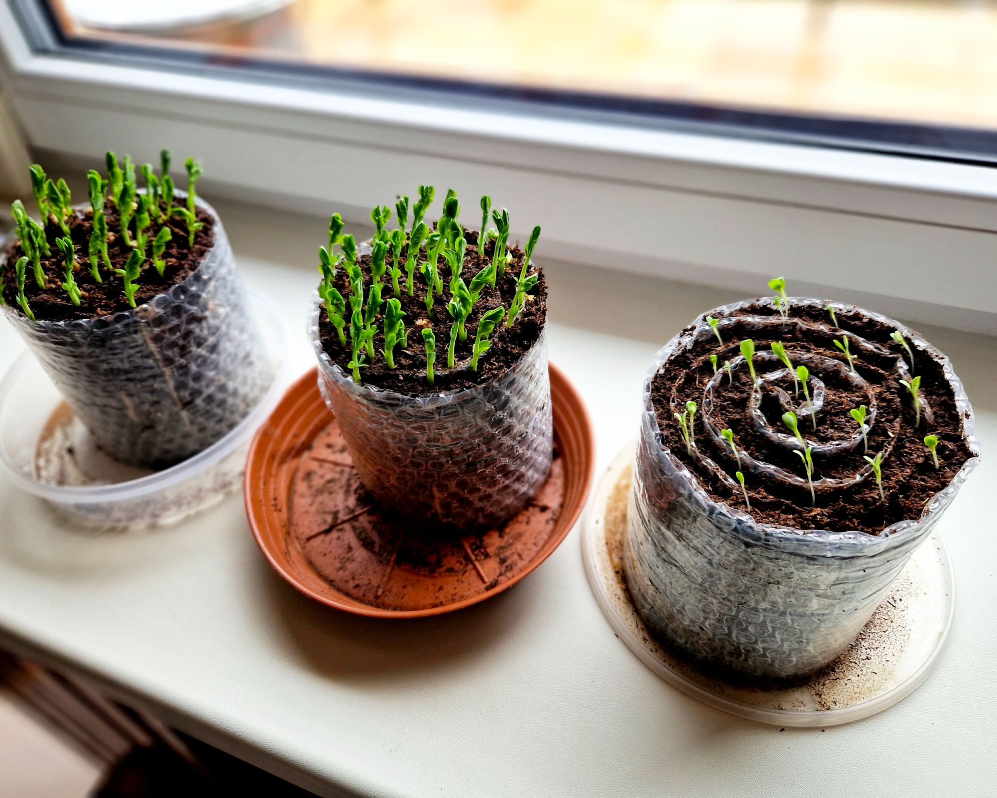 seed snails on windowsill