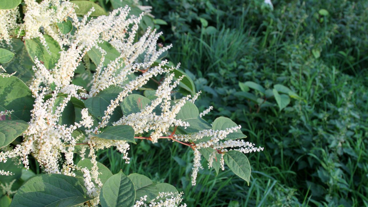 The first Japanese knotweed shoots spotted in 2022