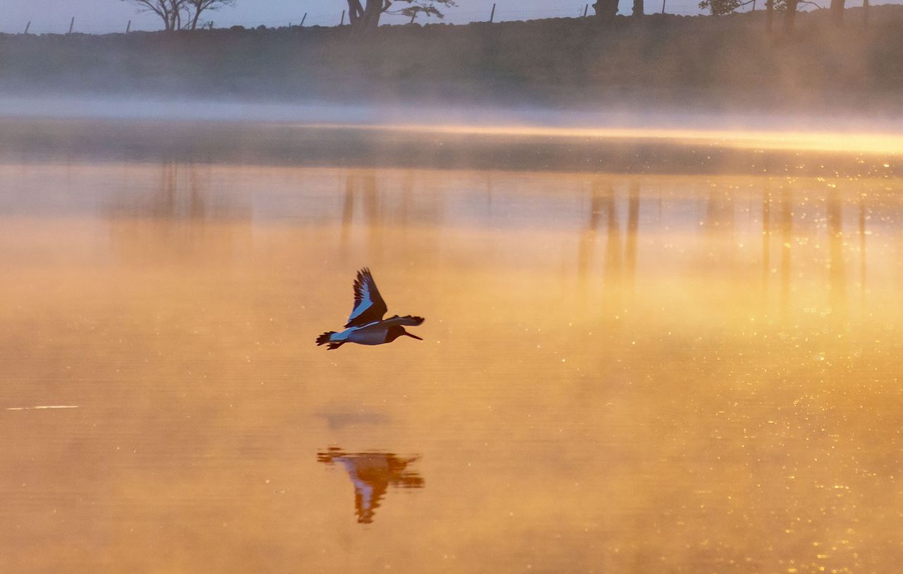 An oystercatcher flies low across Malham Tarn in the Yorkshire Dales.