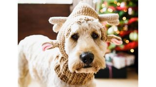 Santa's Little Helper Reindeer Dog Hat, one of w&h's picks for Christmas gifts for dogs