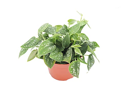 Satin Pothos Scindapsus Pictus Argyraeus - 6'' From California Tropicals