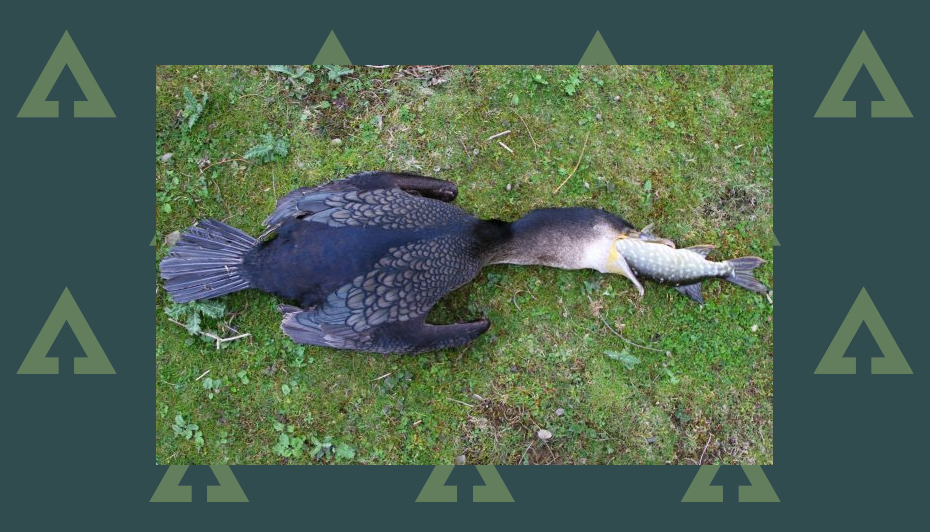 No need to kill cormorants Bellflask boss uses dummies instead