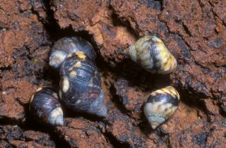 checkered periwinkle, Littorina scutulata