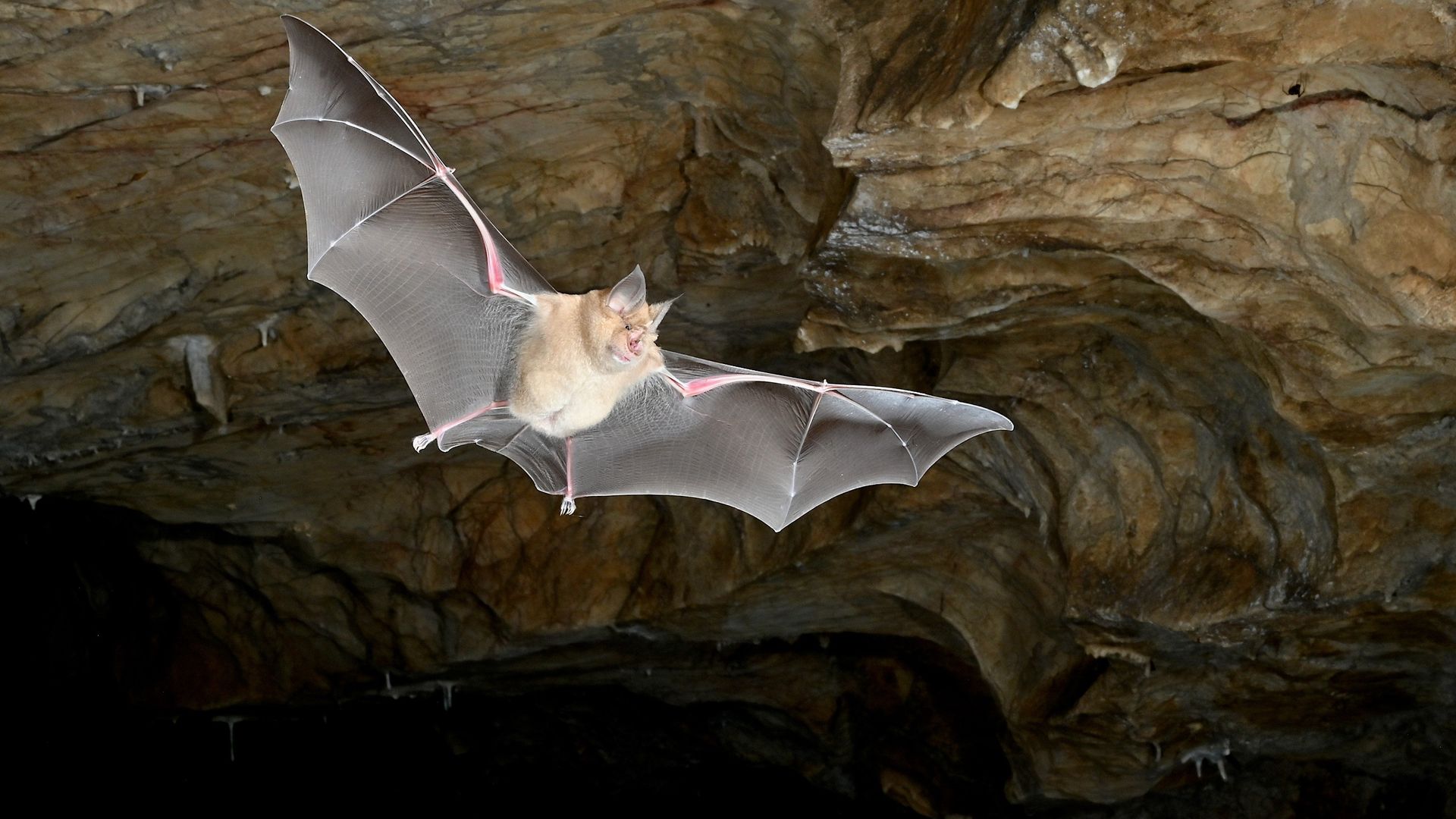 Earth's first bats didn't come from where we thought, landmark genetic study reveals