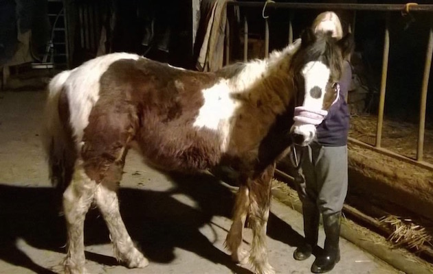 Supercob1