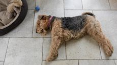 Hot Welsh Terrier dog lying on floor, needs a cooling bed!