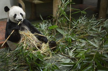 A panda eats bamboo.