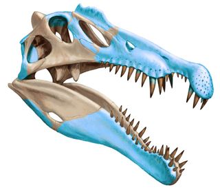 Skull reconstruction of Spinosaurus aegyptiacus showing discovered bones. Skull bones that are known in S. aegyptiacus are shown in blue.