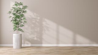 Tropical green bamboo tree in white tall pot in sunlight