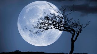 supermoon and tree