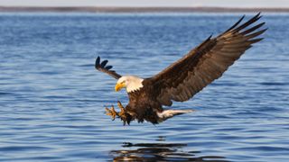 Bald Eagle in Alaska