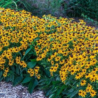 Black Eyed Susan Goldstrum 2.50 Qt. Potted Flowering Perennial Plant (1-Pack)