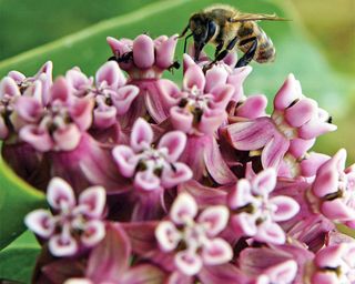 Bee on common milkweed flower