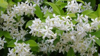 Star Jasmine