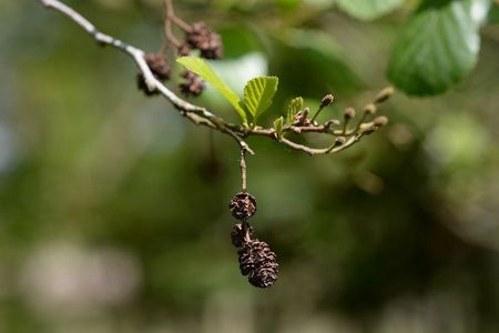 Speckled Alder Tree Branch