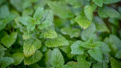 Lemon balm plant