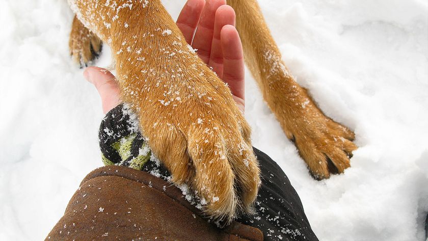 Owner holding dog paw in hand out of the snow