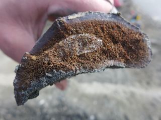 Samples of frozen bone were uncovered at the Liscomb Bone Bed in the Prince Creek Formation in northern Alaska.