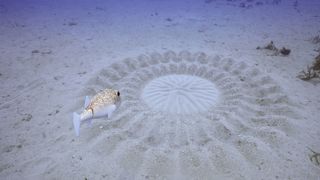 Spy pufferfish swims towards an incredibly intricate circular design of peaks and ridges in the sand