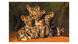 Photo of African wild dog babies titled 'Puppy love’ by Marcus Westberg