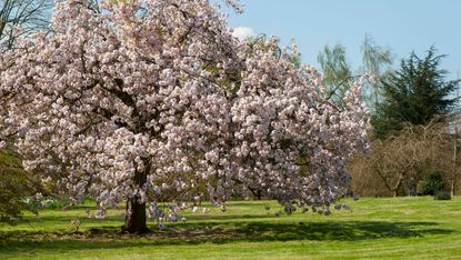 best flowering trees: blossom tree