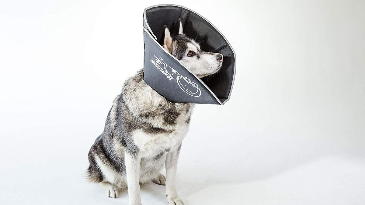 Five cat and dog head cone alternatives to help recovery PetsRadar