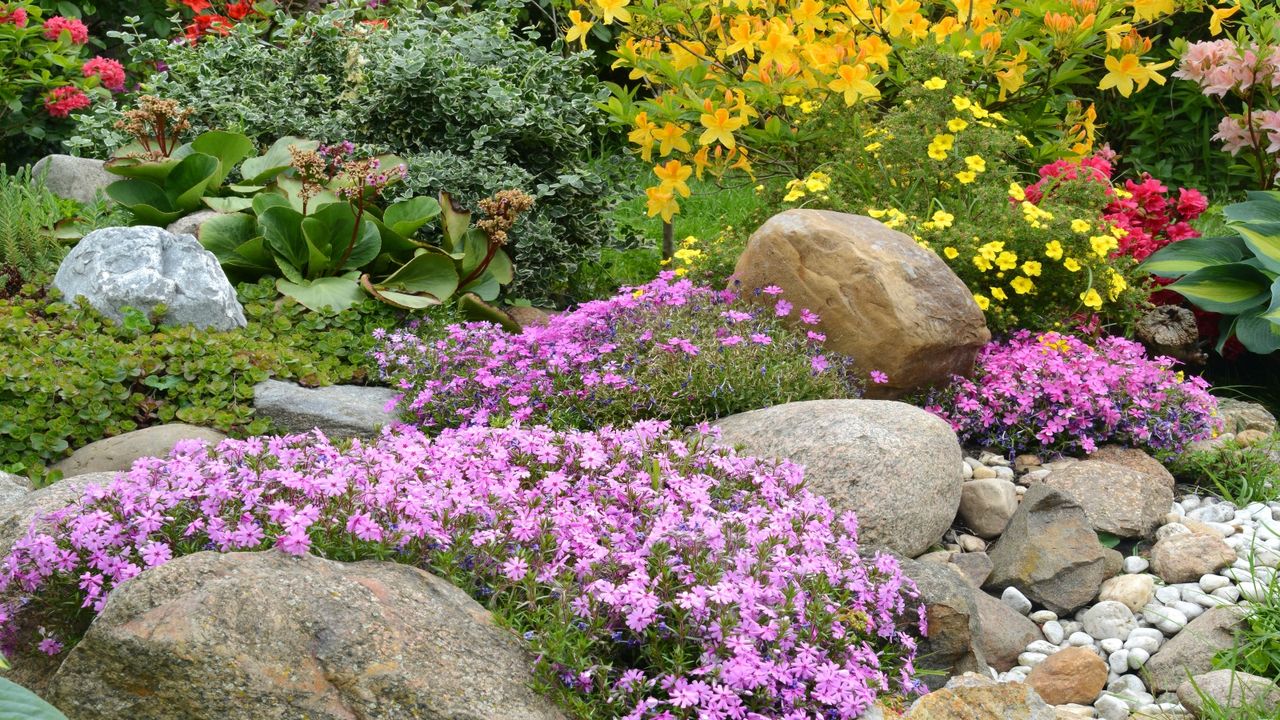 Rock garden plants can create a stunning feature in your back yard