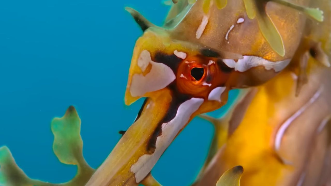 Our Oceans