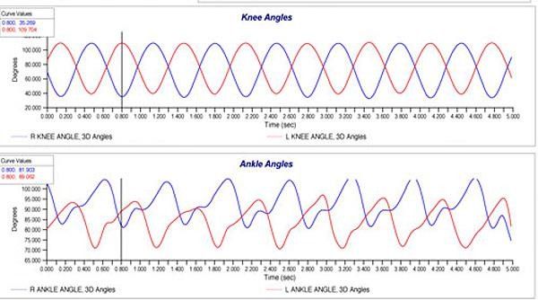Graphs of the angles made by his knees and ankles throughout Sauser's pedal stroke show a large difference in ankle movement between t he right and left side to make up for his leg length inequality