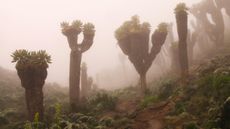 Giant groundsels growing along a trail on Mount Kilimanjaro. The scene is misty.