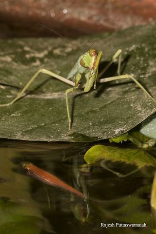 Sun's out, guns out. With its arms poised to lunge, this fish-eating mantis is ready to grab its next aquatic meal.