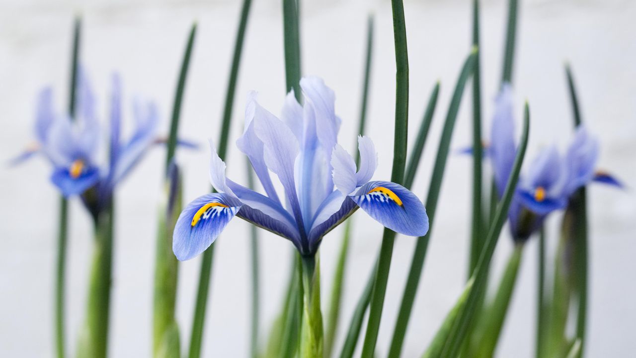 Winter iris in the snow