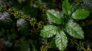 Close up coffee Columbia arabica with Green and red cherries on branch of Coffee tree after raining.