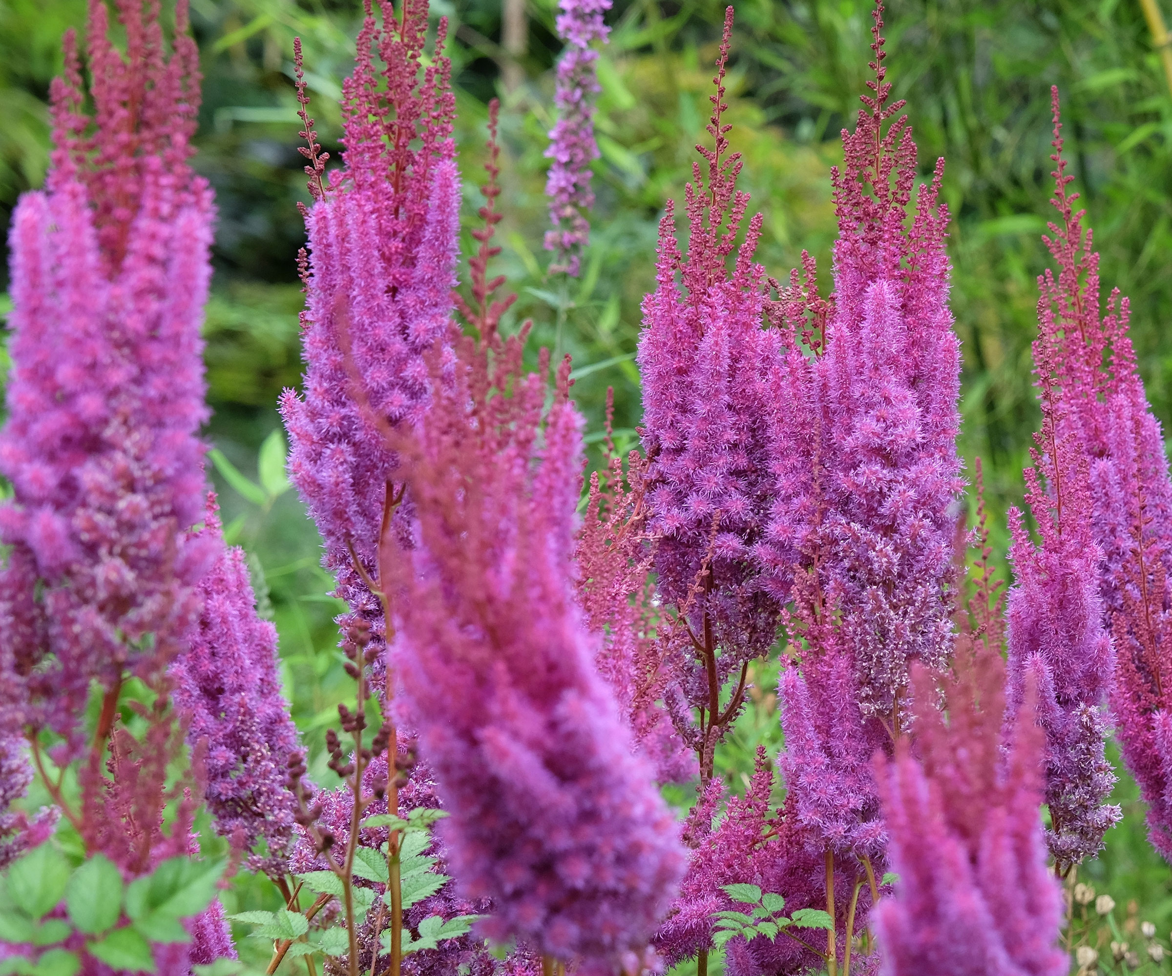 astilbe plant with rich purple flowerheads