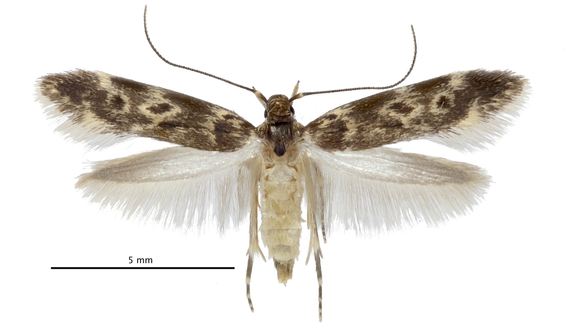 an adult bone collector moth