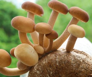 chestnut mushrooms growing on a log