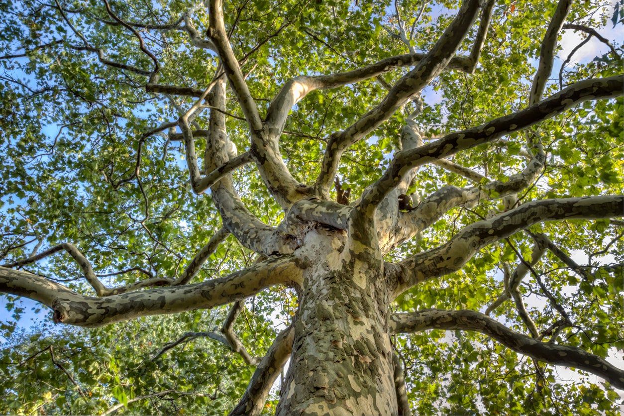 Large Plane Tree With Many Branches